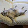 Profilbild von neko155