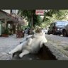 にゃー太 profil fotoğrafı