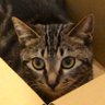 Фото профиля ねこのいももち