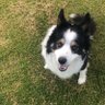 A Border collie 🏴🏴🇬🇧 profil fotoğrafı