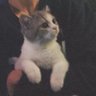 你看见我的猫了吗's profile picture