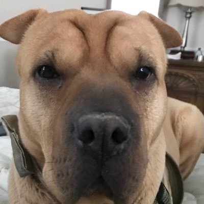 Rescue Dogs Rock, D.C. 🐾🐾🇺🇸's profile picture