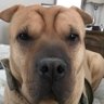 Rescue Dogs Rock, D.C. 🐾🐾🇺🇸 profil fotoğrafı
