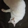 にゃんこ's profile picture