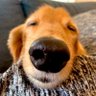 めぇコム 的头像