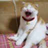 みみ profil fotoğrafı