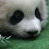 panda's profile picture