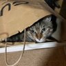 Фото профиля 大阪を愛するねこ