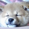 トモみん's profile picture