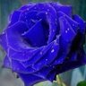 Shosho Samir Sharm's profile picture