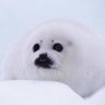 Profilbild von Seal
