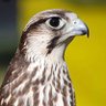 Falcon🦅 的头像