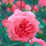 Dalia profil fotoğrafı