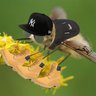 Bombylidae profil fotoğrafı