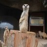 Hana🇯🇵 profil fotoğrafı