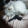 猫又's profile picture