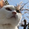 てんちゃー's profile picture