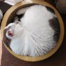 mukukoグミカンパニー profil fotoğrafı