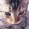 Yukisco's profile picture