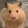 ちっかぁ◎'s profile picture