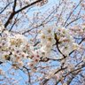 クラウディア 的头像