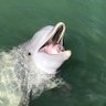 Snarknado profil fotoğrafı