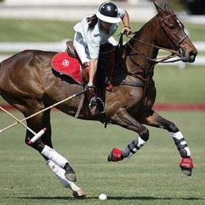 PoloBum's profile picture