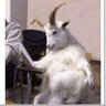 El Pazu's profile picture