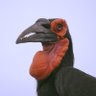 Profilbild von Romo Erectus
