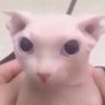 wtf is oatmeal profil fotoğrafı