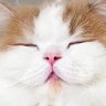 猫のレモンと犬のポテチ profil fotoğrafı