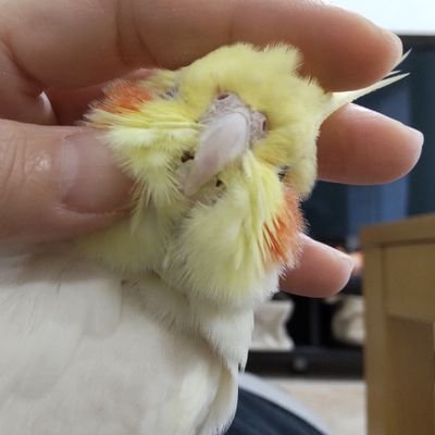 ponkotsu_yu's profile picture