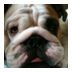 Profilbild von I am Bulldog