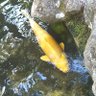 みるく 的头像