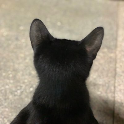 부르's profile picture