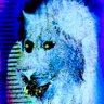 nining leven's profile picture