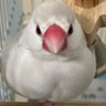 Фото профиля 文鳥の文ちゃん