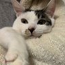 Profilbild von ぴこ