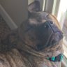 mr. mo pepduck's profile picture