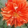 KAMAKSHYA KAMINI. SG profil fotoğrafı