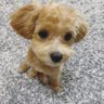ころっけ's profile picture