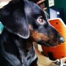 Profilbild von Bigweiner