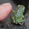 毎夜田んぼで鳴くカエル 的头像
