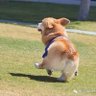 happy doge 的头像