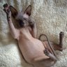 La gata persa profil fotoğrafı