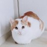 Tomokohan's profile picture