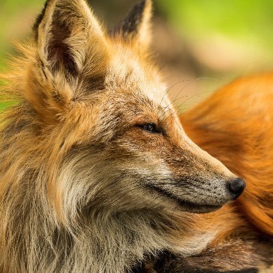 ma-metal🦊🤘's profile picture