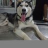 Prerana Das profil fotoğrafı