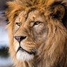 Фото профиля Aslan Titiz🇹🇷