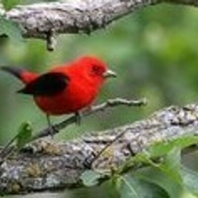 gm_gm's profile picture